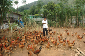 Nhân dân xã Cao Sơn (Đà Bắc) phát triển chăn nuôi gia cầm, tăng thu nhập, làm giàu cho gia đình.

